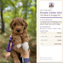 Purple Collar - Apricot female Goldendoodle puppy in Yadkinville, North Carolina from Millie’s Goldendoodles