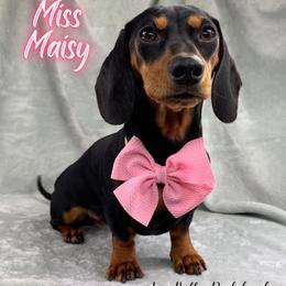 Miss Maisy - Dachshund