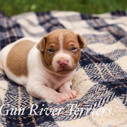 Fawn blue tan - White and blue fawn male Rat Terrier puppy in Allegan, Michigan from Gun River Terriers