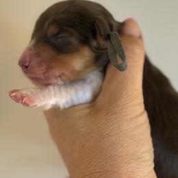 Dinger - Chocolate and tan male Dachshund puppy in Hartsville, Tennessee from B+B Co Miniature Dachshunds