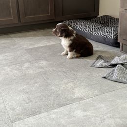 Miniature Australian Shepherd and Toy Australian Shepherd Puppies from T’s Mini and Toy Aussies