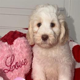 Aunt Bethany - female Australian Labradoodle puppy in Beecher, Illinois from Erica’s Doodles