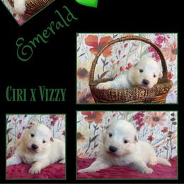 EMERALD Boy - White male German Shepherd puppy in Apache Junction, Arizona from CS Vista Farms