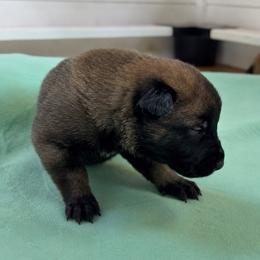 Dark Male (reserved - next litter Oct) - Red sable male Belgian Malinois puppy in Columbia, South Carolina from Kaizen Ruach Malinois