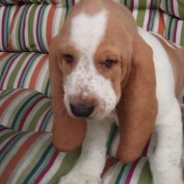 Basset Hounds from Haus's Hound Town