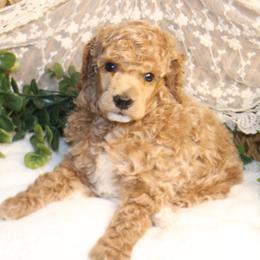Female 1 - Apricot female Poodle puppy in Mississippi from Ewing Acres
