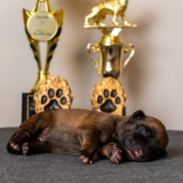 Boy 5 - Fawn male Belgian Malinois puppy in Lincoln, Nebraska from Nebraska K9