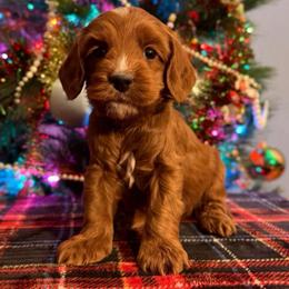 Boy1 - Apricot male Australian Labradoodle puppy in Rockton, Illinois from Dream Doodles and Cockapoos