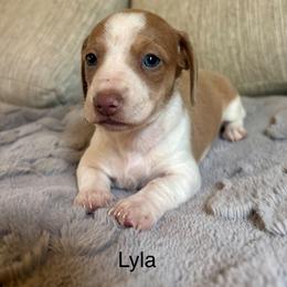 Lyla - Piebald female Dachshund puppy in Aiken, South Carolina from State Eight Dachshunds