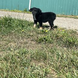 Boy 3 - Black tri-color Australian Shepherd puppy in Otis, Oregon from Heritage Hill Aussies