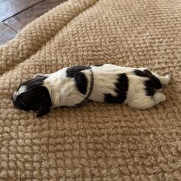 Wirehaired Pointing Griffon Puppies from Idleista Grand Chasseur