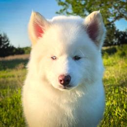 Pomsky and Siberian Husky Puppies from A-Dream Pomsky Kennel