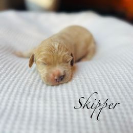 Skipper - Buff and white male Cockapoo puppy in Alexandria, Alabama from Bright and Beautiful Cockapoos and Doodles