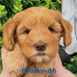 Twizzlers - Caramel male Australian Labradoodle puppy in Silver Spring, Maryland from Potomac Australian Labradoodles