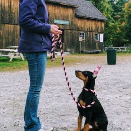 Doberman Pinscher Puppies from Allettare Dobermans