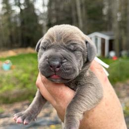 Belgian - Fawn male Great Dane puppy in Beulah, Michigan from Northwood Euro Danes and Bassets