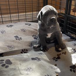 Great Dane Puppies from Starlight Danes