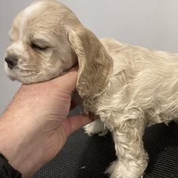 Girl 4 - Buff female Cocker Spaniel puppy in Rising Sun, Maryland from Palmtree Cockers