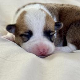 Corrie - Red female Pembroke Welsh Corgi puppy in Brashear, Texas from Sherwood Acres Pembrokes