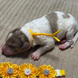 Howling - Merle male Golden Aussiedoodle puppy in Lakeland, Florida from Poodles Doodles Standard and Mini LLC