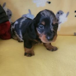 Boy 5 - Dapple male Dachshund puppy in Klamath Falls, Oregon from Luvindoxys4u