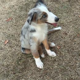 Joseph - Blue merle male Miniature Australian Shepherd puppy in Doddridge, Arkansas from Huddleston Farm