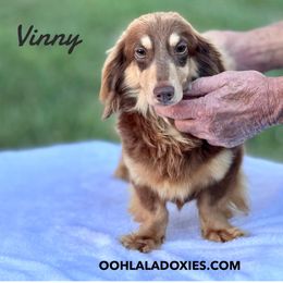 Vinny - Dachshund