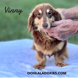 Vinny - Dachshund