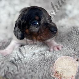 Dobby - Piebald male Dachshund puppy in Lufkin, Texas from CSW Dachshunds