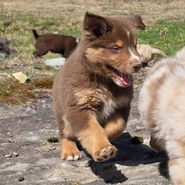 Sergio FIFA - Red tri-color male Australian Shepherd puppy in Solon, Maine from Mountain Range Australian Shepherds