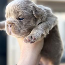 Stella - Cream female French Bulldog puppy in Hialeah, Florida from Slinky Doxie 305