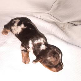 Copper - Chocolate and tan male Dachshund puppy in Richland, Wyoming from Lucky B Dachshund’s