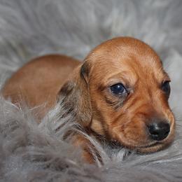 Boy 5 - Red male Dachshund puppy in Craig, Colorado from Rocky Mountain Shih Tzus and Dry Creek Miniature Dachshunds