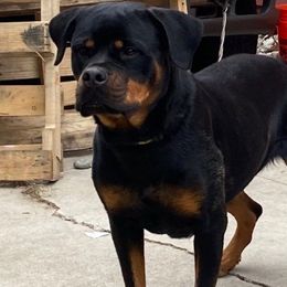 Pinky - Rottweiler