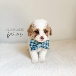 Lucky - Parti male Maltipoo puppy in Huntsville, Texas from Nelson Creek Farms