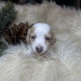 Claus - Dapple male Dachshund puppy in Washburn, Tennessee from Clinch Mountain Dachshunds