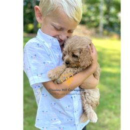 Cockapoo Puppies from Chesley Hill Cockapoos