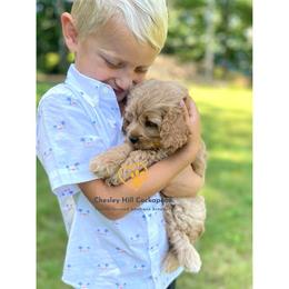 Cockapoo Puppies from Chesley Hill Cockapoos