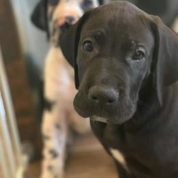 Great Dane Puppies from Meadow Creek Great Danes