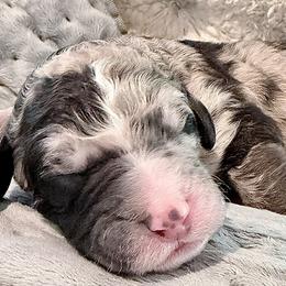 Smokey - Merle male Goldendoodle puppy in Wake Forest, North Carolina from Wake Forest Darling Doodles