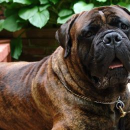 Bullmastiffs from Bulwark Bullmastiffs