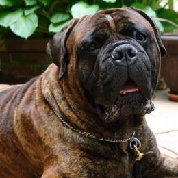 Bullmastiffs from Bulwark Bullmastiffs