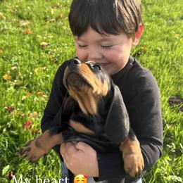 Dachshund Puppies from Pine & Pasture Dachshunds