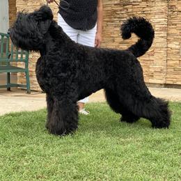 Johnnie - Black Russian Terrier