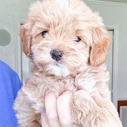 Fisher - male Goldendoodle puppy in Bradenton, Florida from Doodle Acres