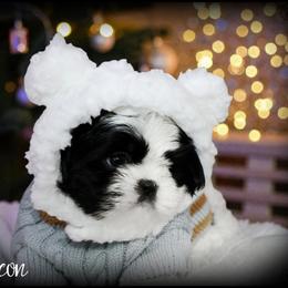 Shih Tzu Puppies from Devil Dogs Shih Tzu's