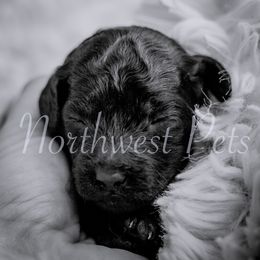 Poodle Puppies from Northwest pets Poodles