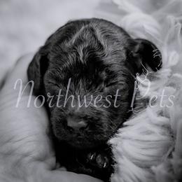 Poodle Puppies from Northwest pets Poodles