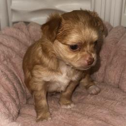 Peach - Fawn and white female Chihuahua puppy in Burleson, Texas from Luxe Paradise House of Chi