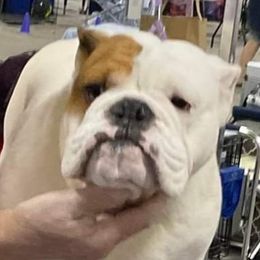 Tommy Shelby - Bulldog